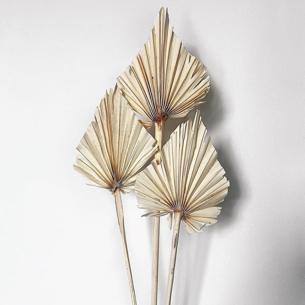Trockenblume Palm Spear (2 Stück) - NUA CONCEPT
